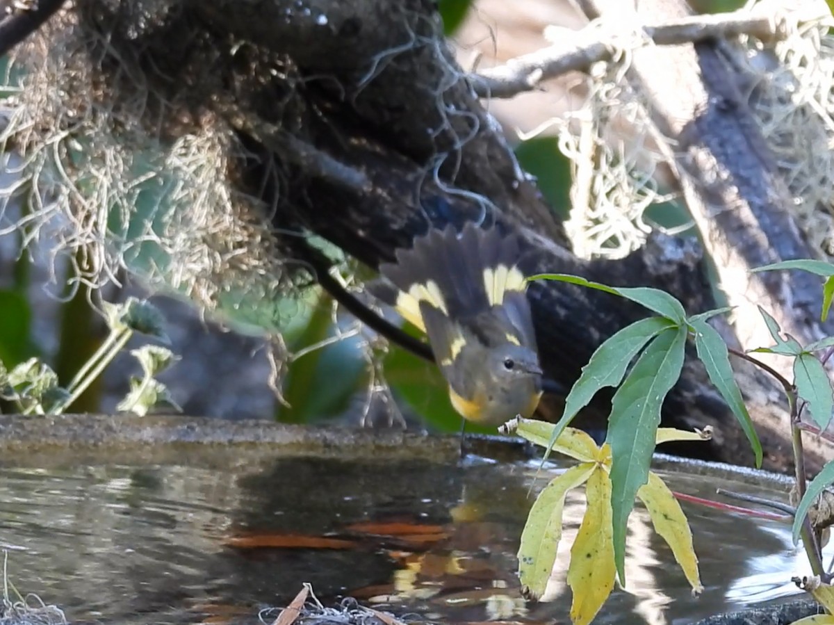 סבכון חכלילי - ML645170333