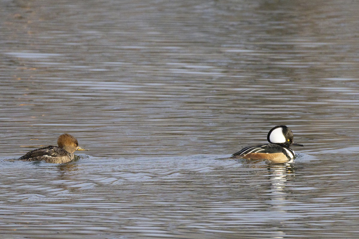 hjelmfiskand - ML645170338