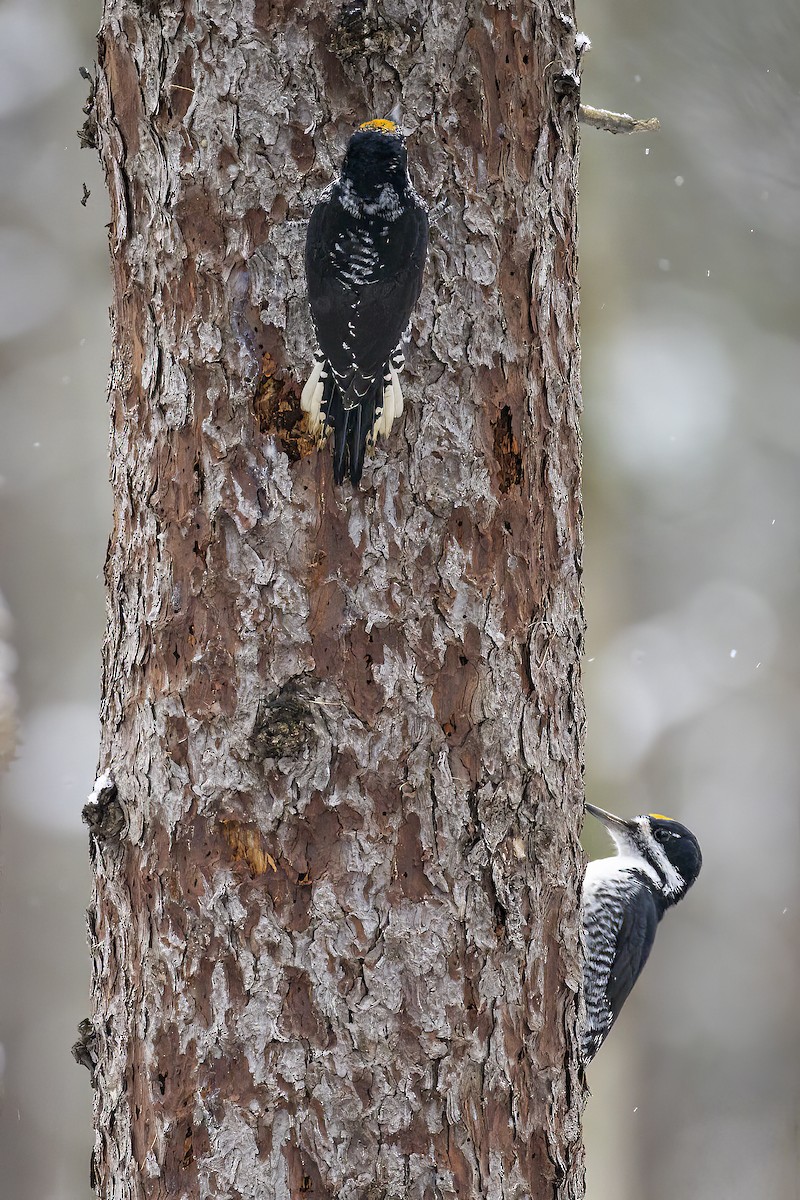 granspett - ML645170345