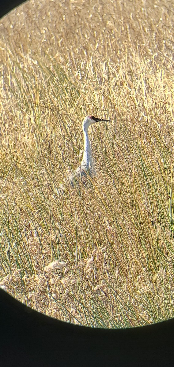 Sandhill Crane - ML645170346