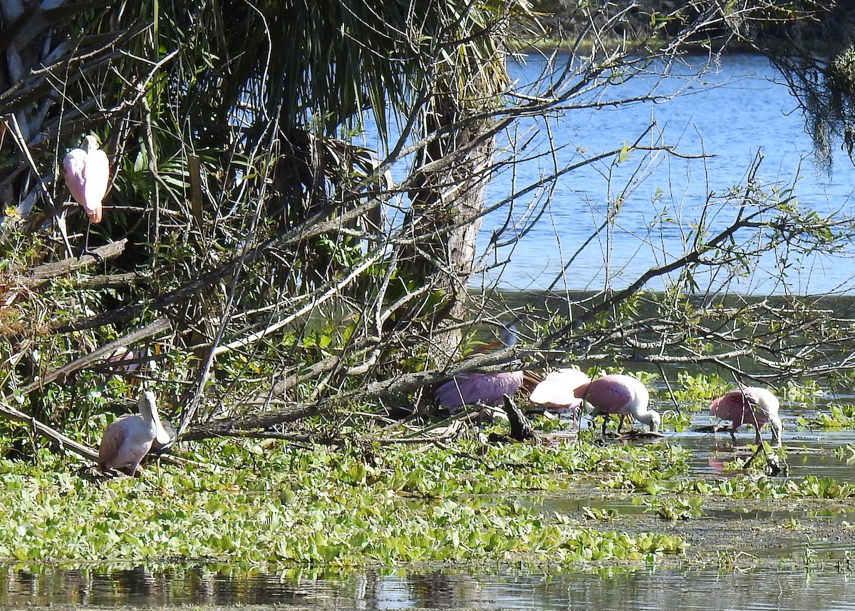 Espátula Rosada - ML645170347