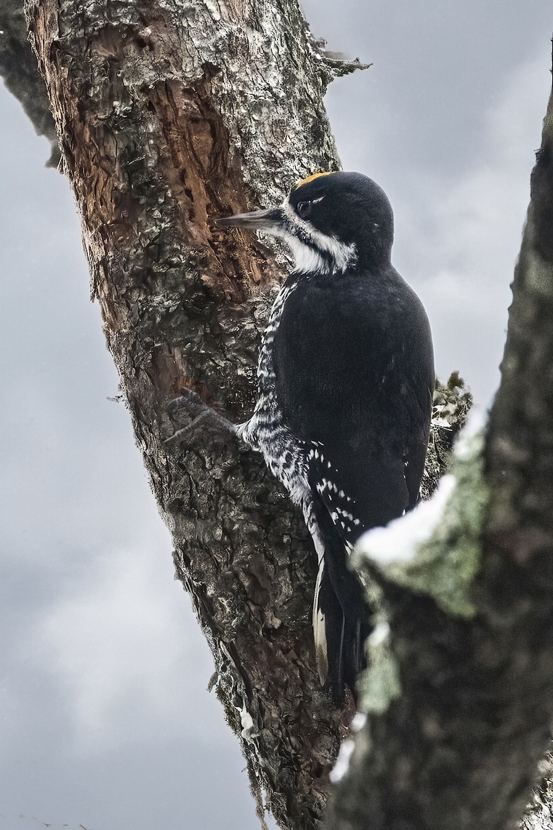 Black-backed Woodpecker - ML645170348