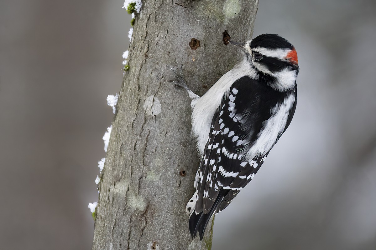 dunspett - ML645170357