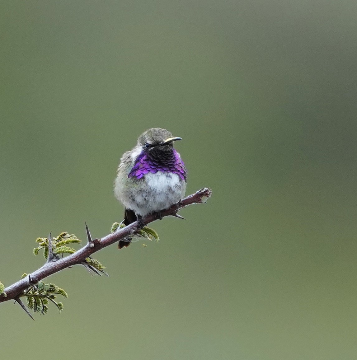 Beautiful Hummingbird - ML645170358