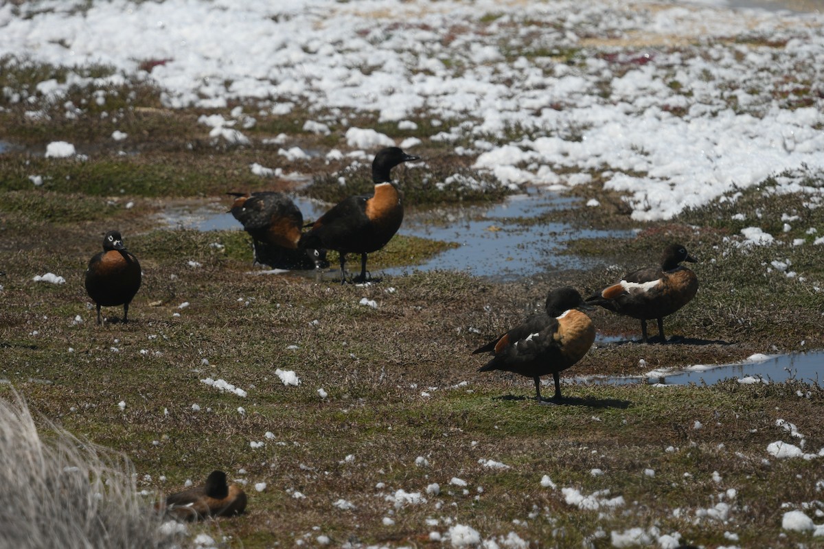 Australian Shelduck - ML645170360