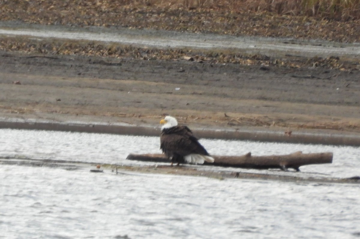 Bald Eagle - ML645170367