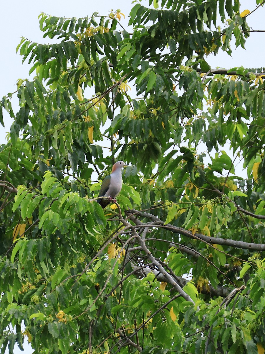 Green Imperial-Pigeon - ML645170368