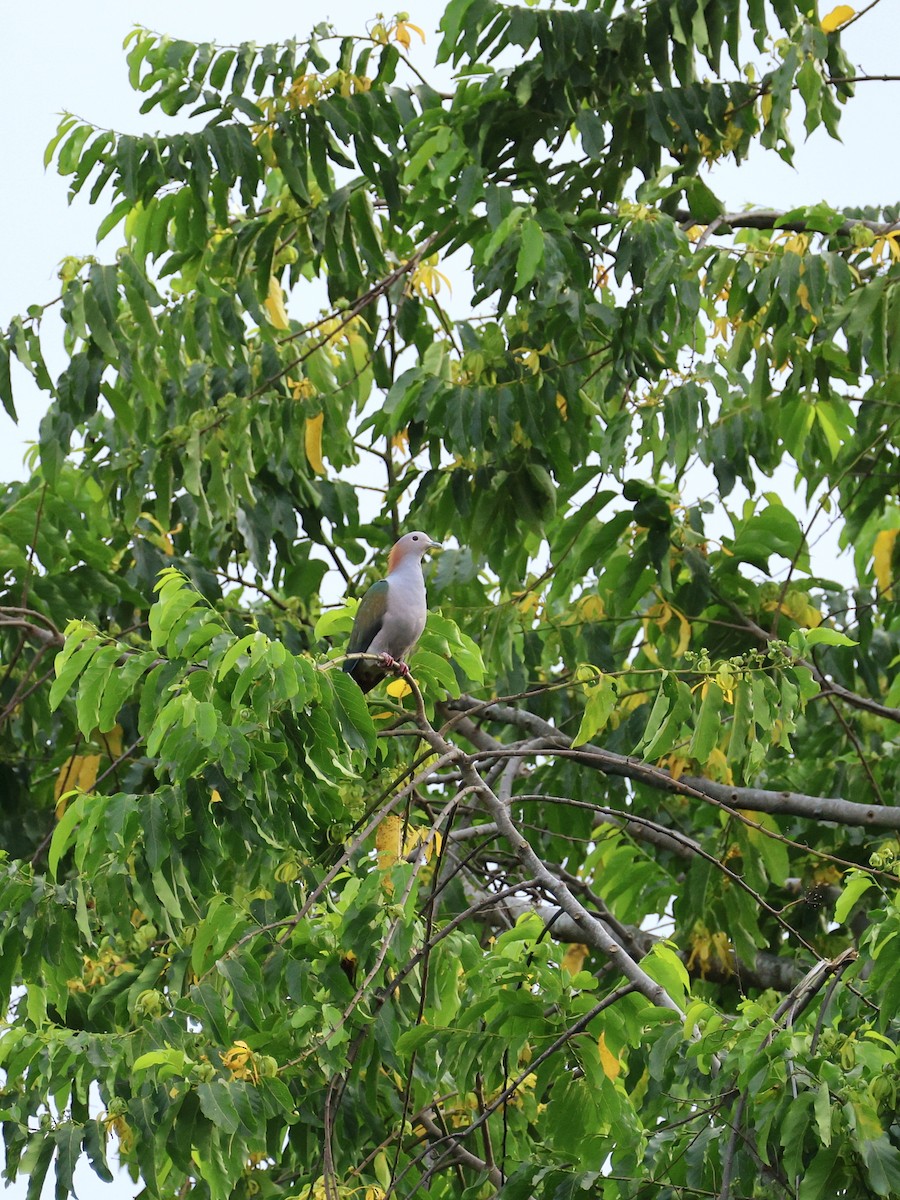Green Imperial-Pigeon - ML645170369