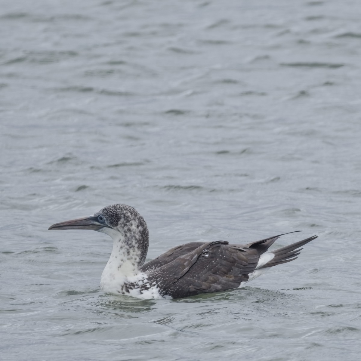 Northern Gannet - ML645170379