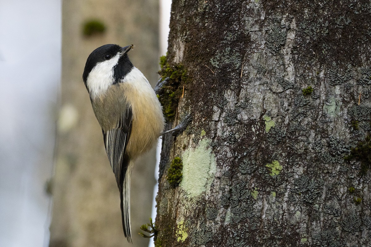 amerikameis - ML645170381