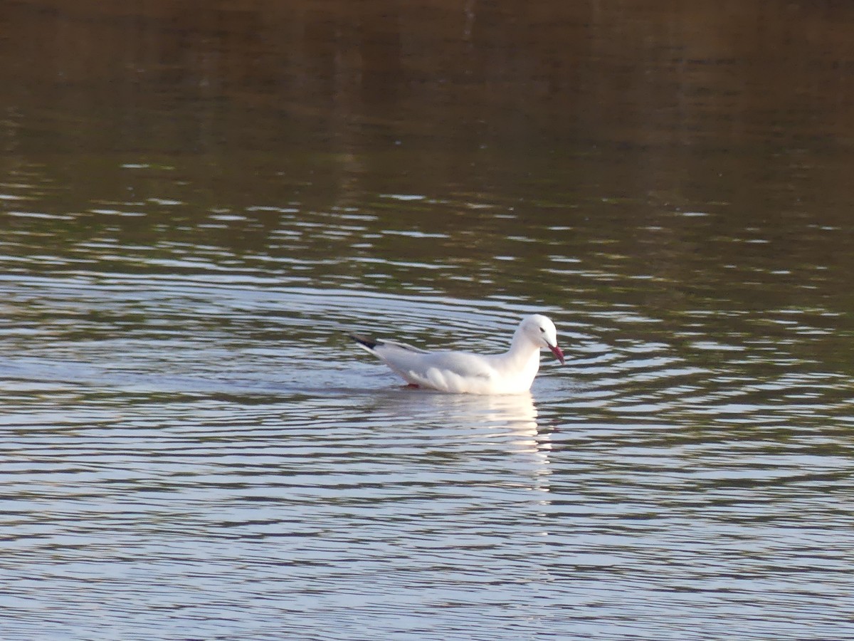 Slender-billed Gull - ML645170383