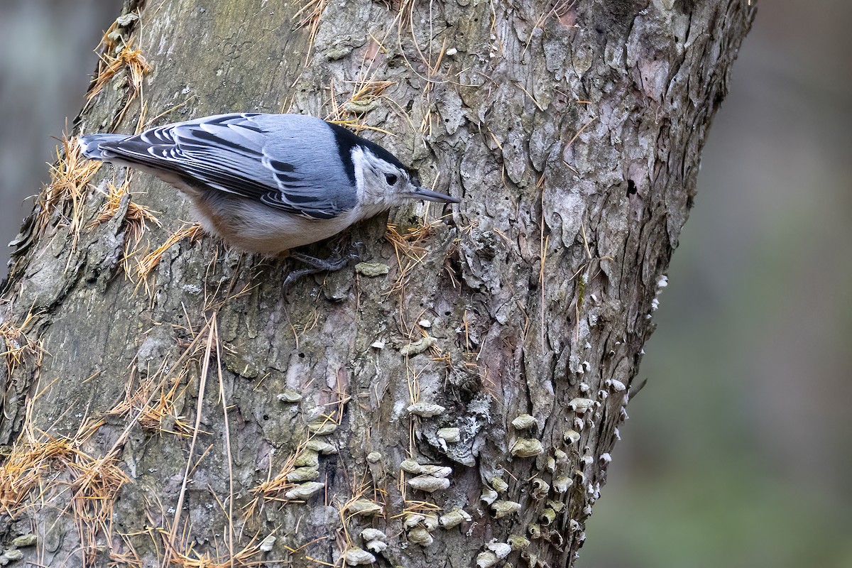 hvitbrystspettmeis - ML645170409