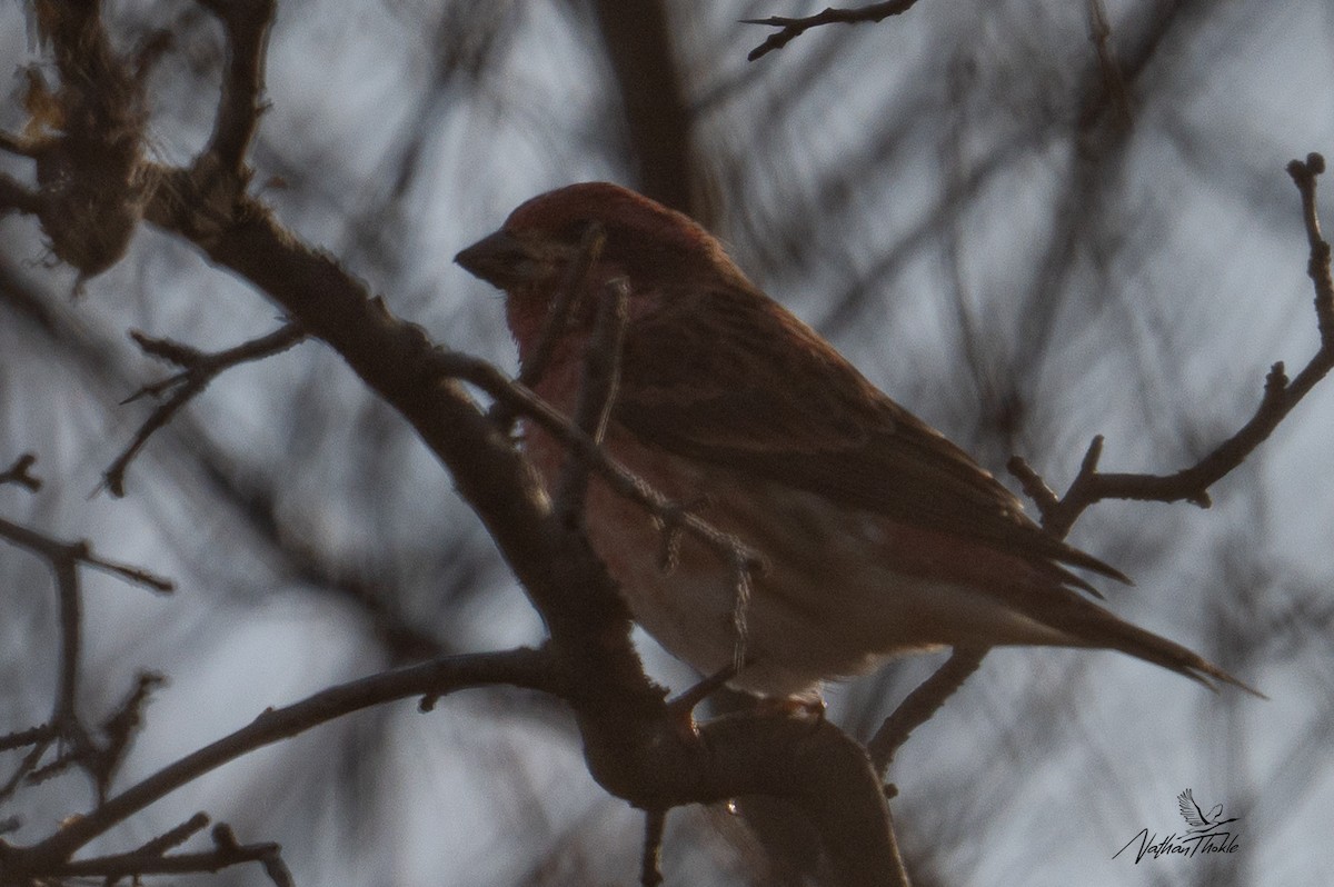 Purple Finch (Eastern) - ML645170413