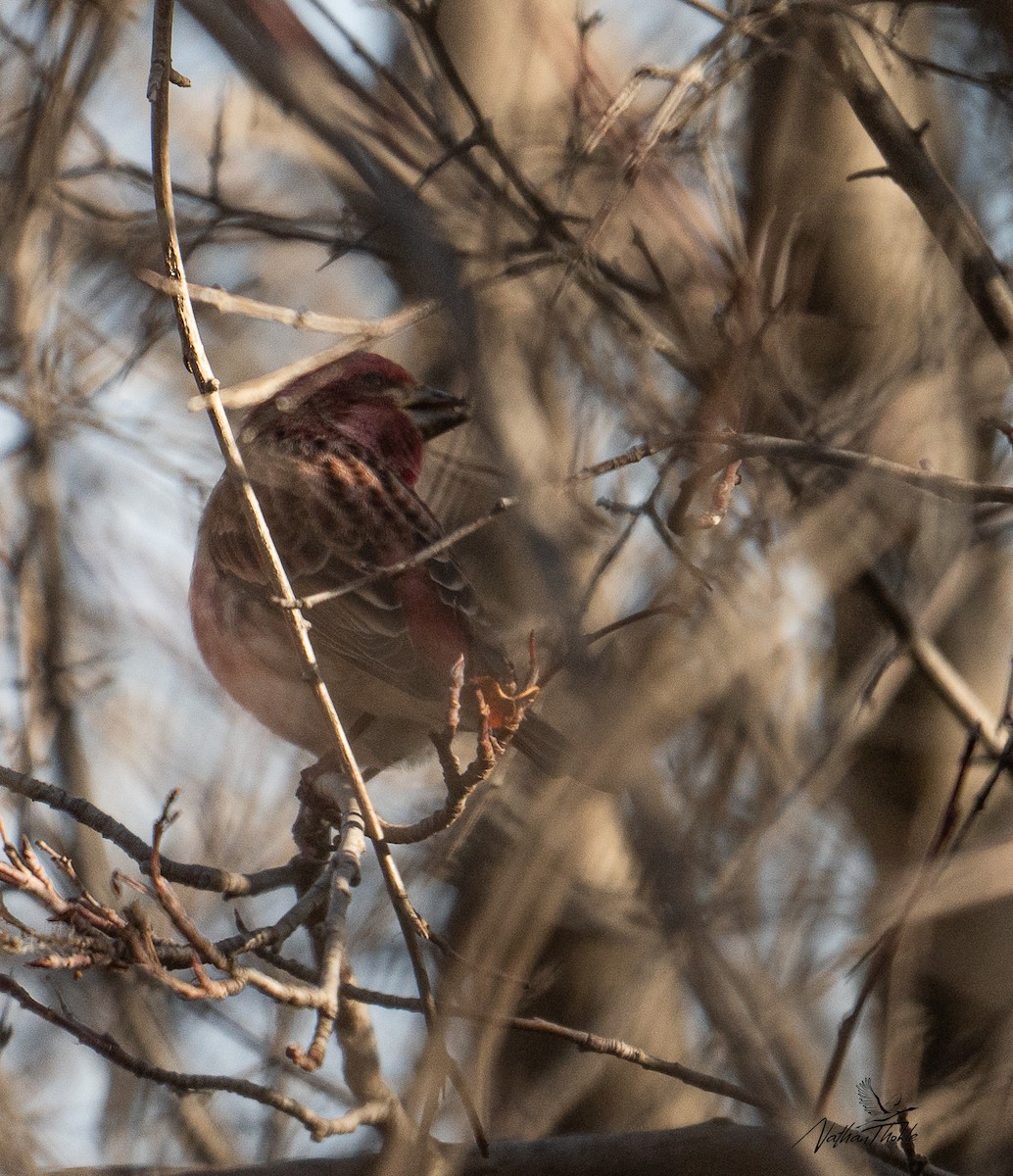 Purple Finch (Eastern) - ML645170414