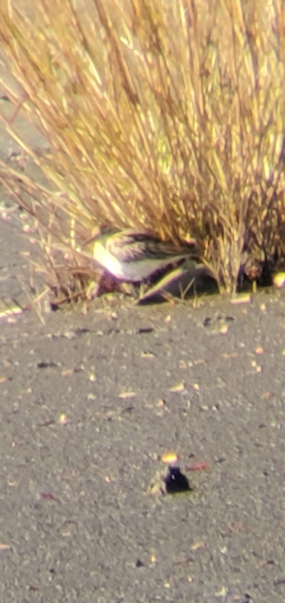 Sharp-tailed Sandpiper - ML645170415