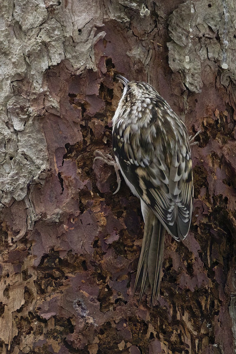 amerikatrekryper - ML645170417