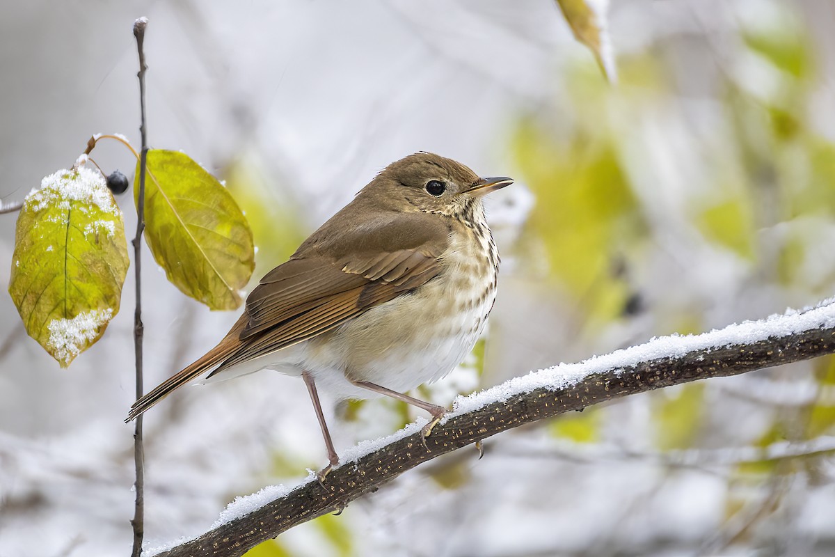 eremittskogtrost - ML645170429