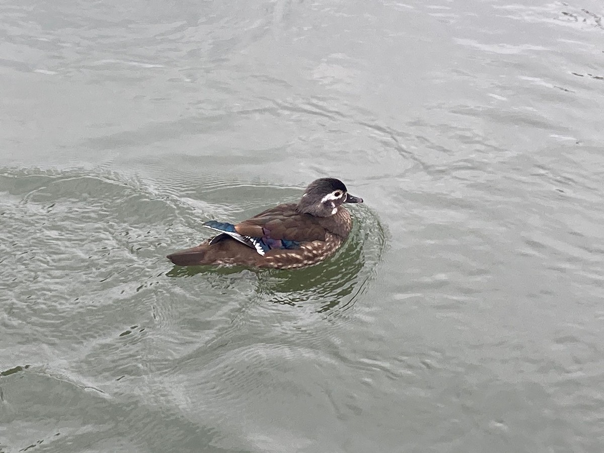 アメリカオシ - ML645170430