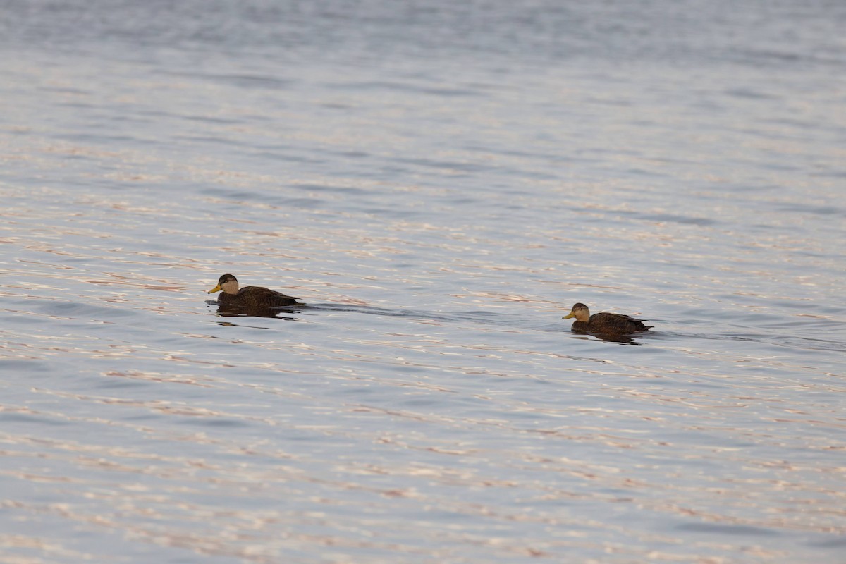 American Black Duck - ML645170435