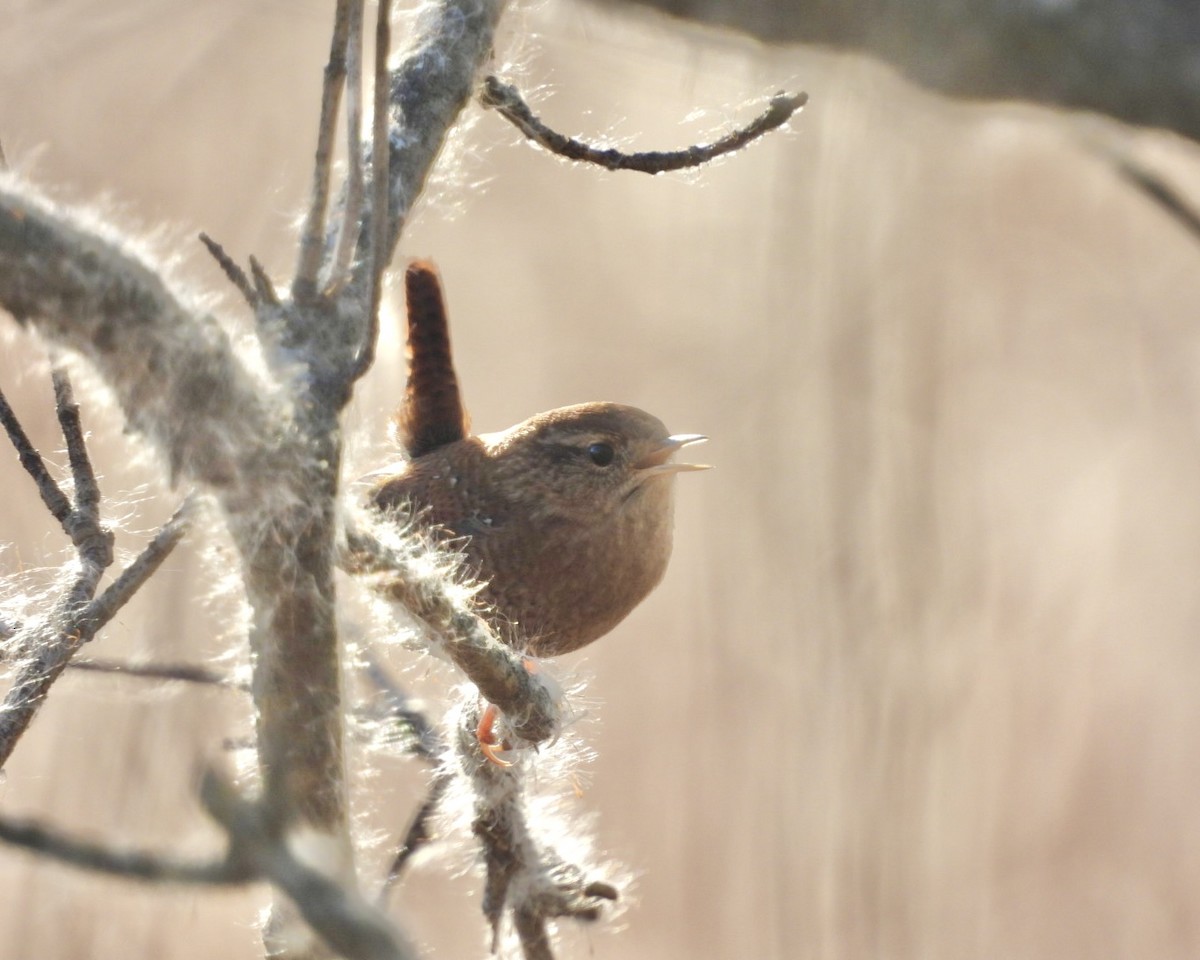 Chochín Hiemal - ML645170436
