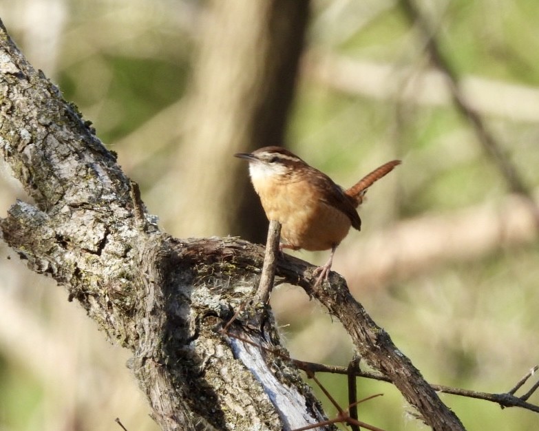 Cucarachero de Carolina - ML645170449