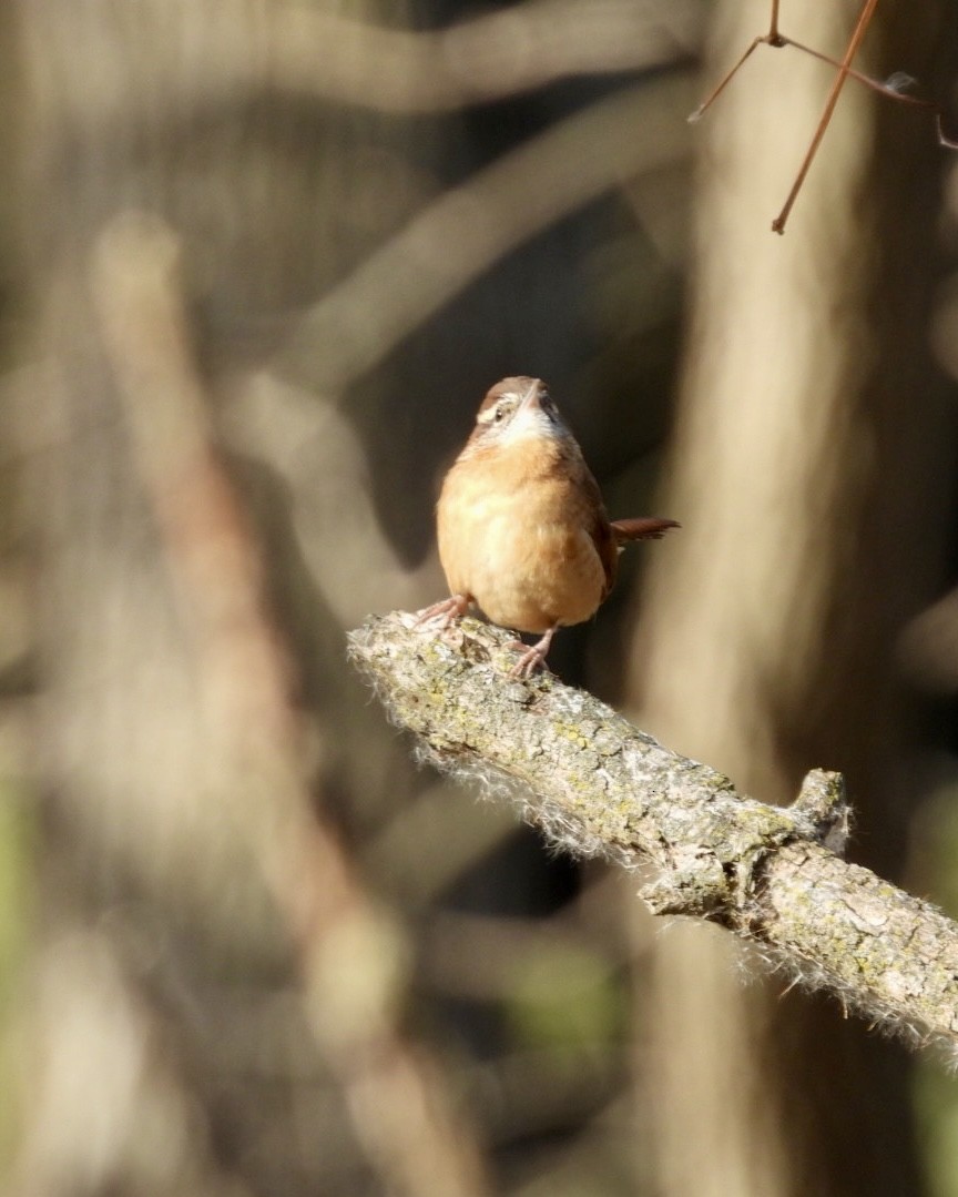 Cucarachero de Carolina - ML645170450