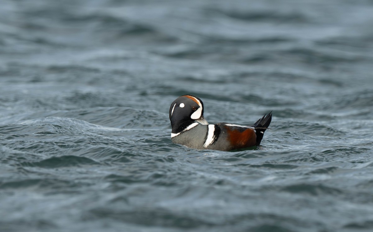 Palyaço Ördeği - ML645170473