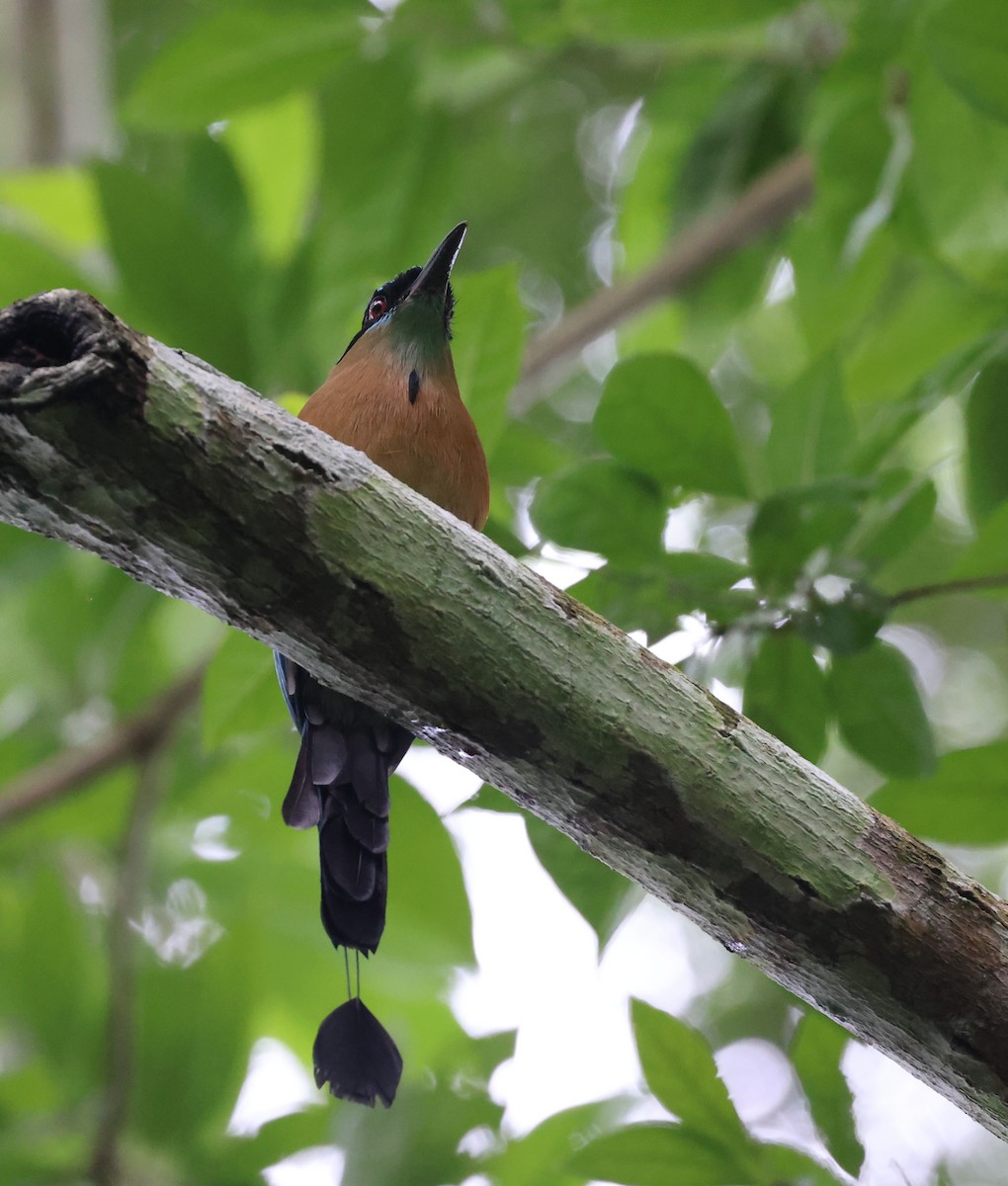 Lesson Motmotu - ML645170477