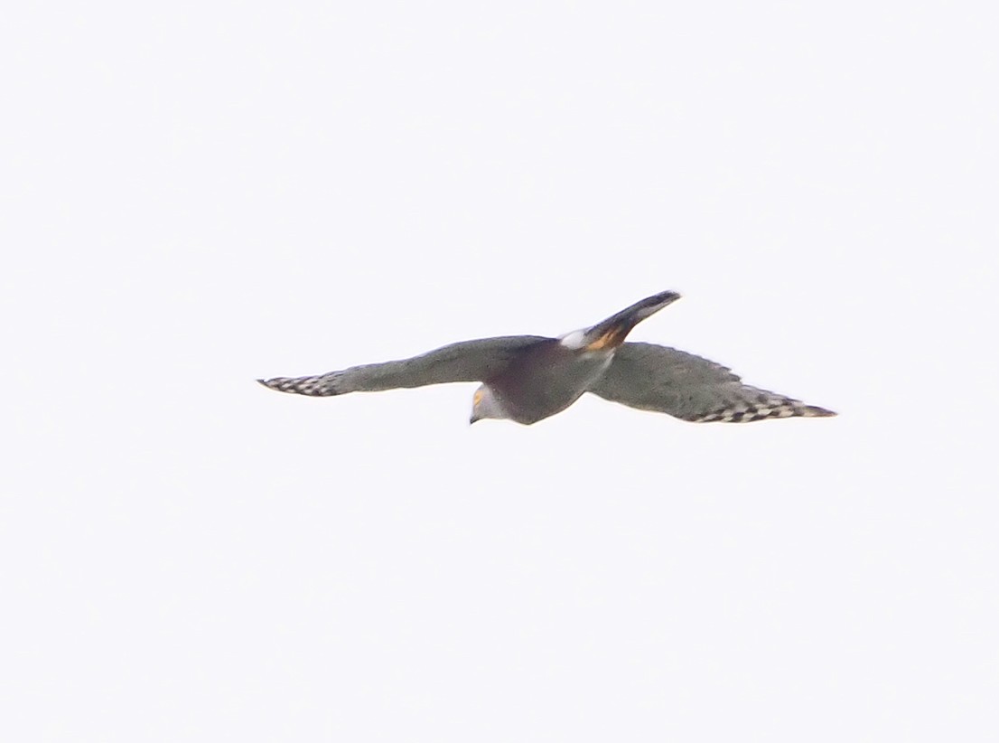 African Goshawk (Southern) - ML645170486