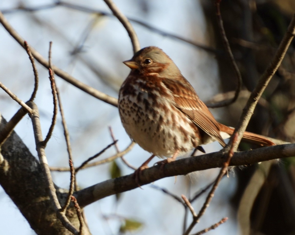 Chingolo Zorruno - ML645170491