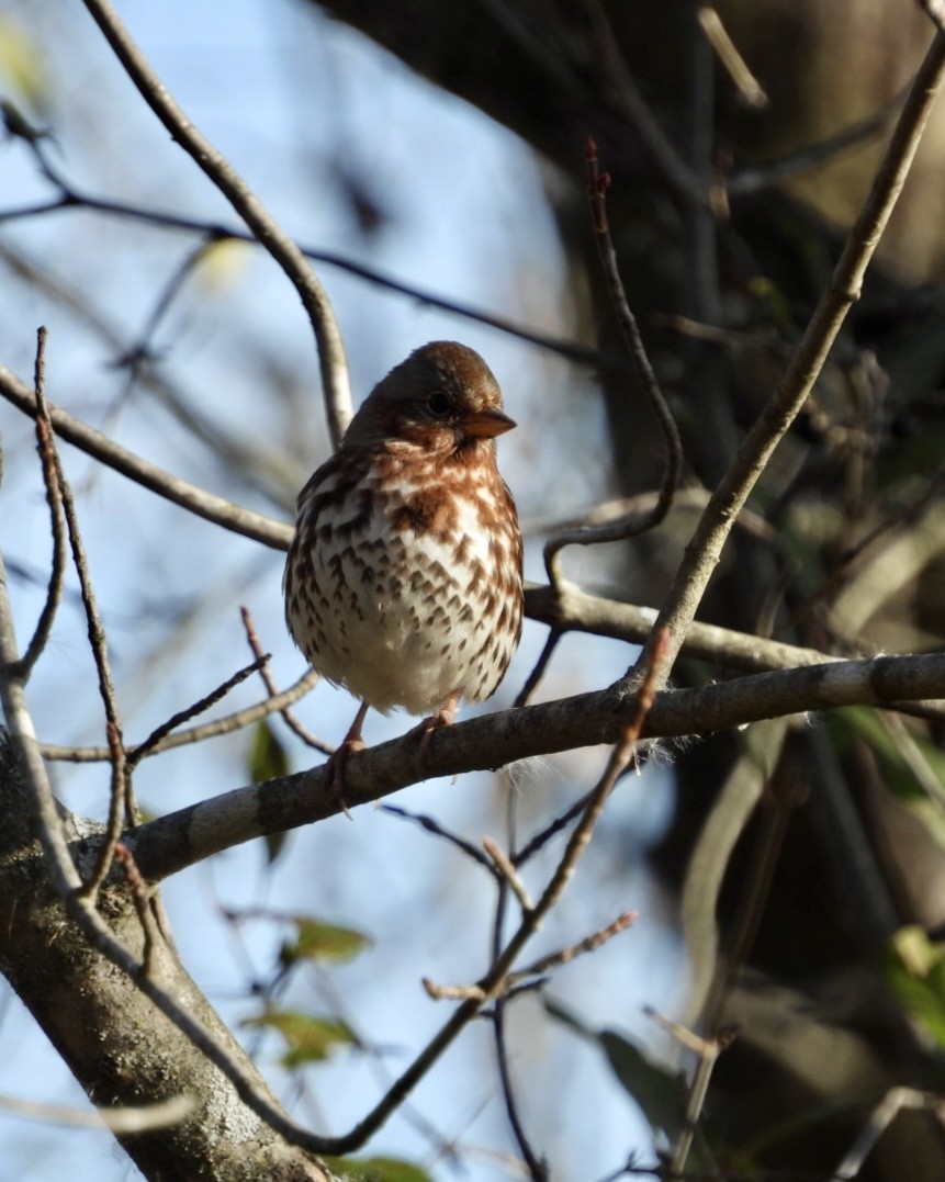 Chingolo Zorruno - ML645170492