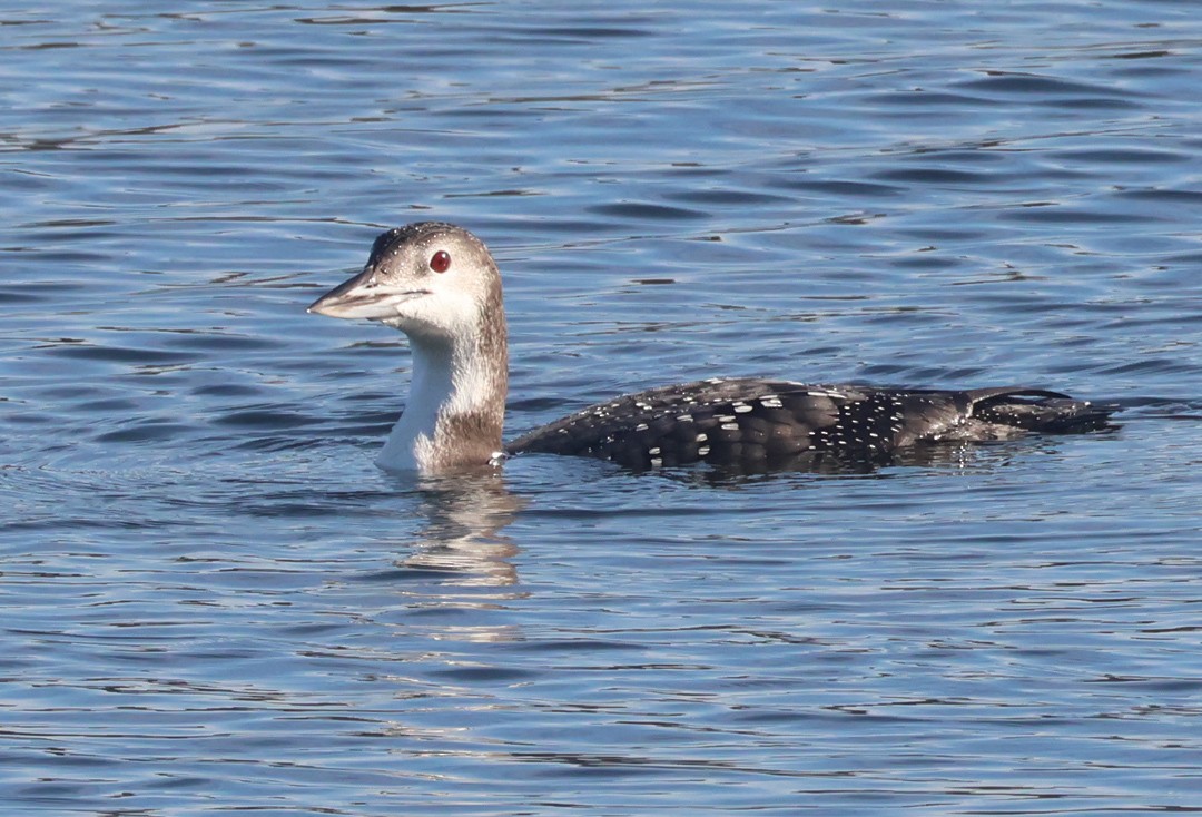 potáplice lední - ML645170507