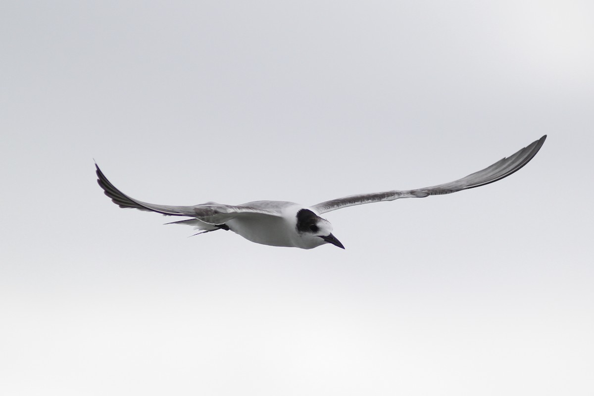 Common Tern - Krit Adirek
