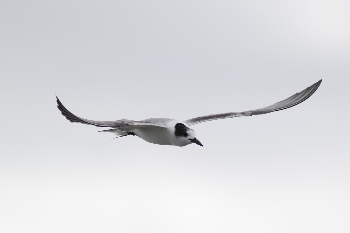 Common Tern - ML64517051