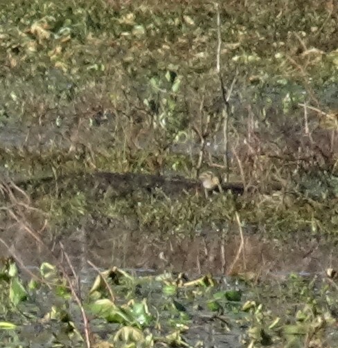 Wilson's Snipe - ML645170520