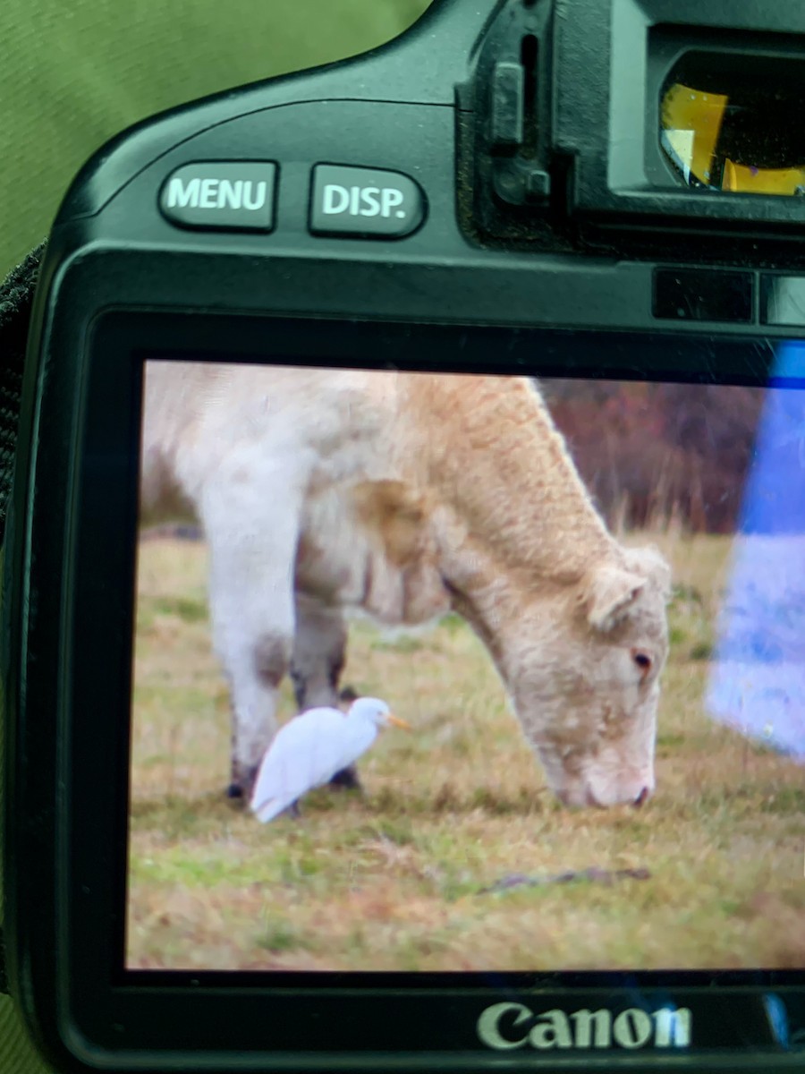 Western Cattle-Egret - ML645170532