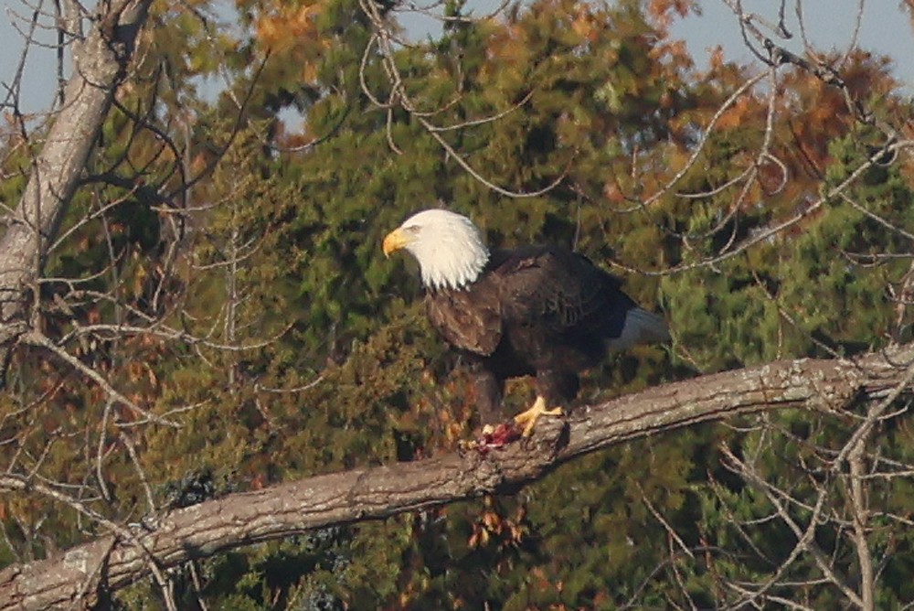orel bělohlavý - ML645170538