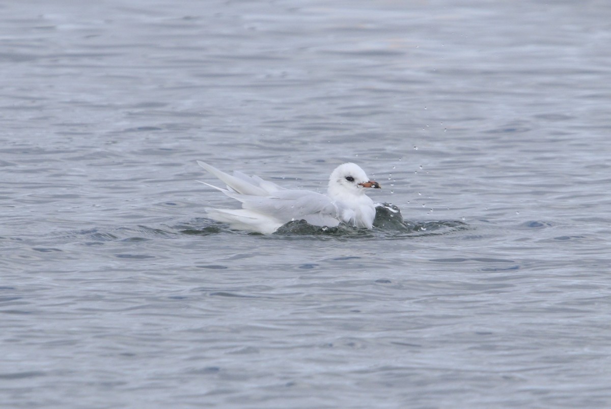 Mediterranean Gull - ML645170545