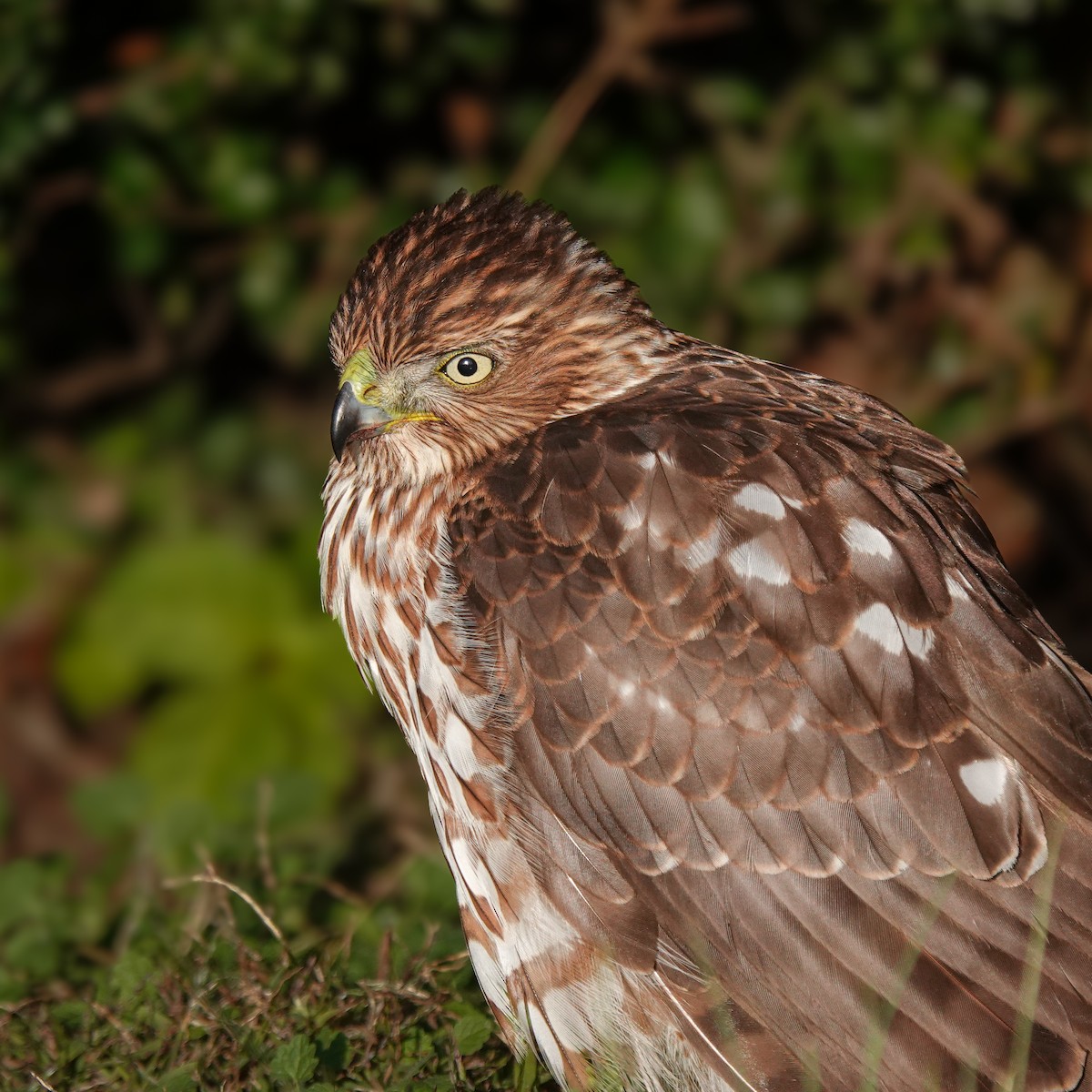 Cooper's Hawk - ML645170547