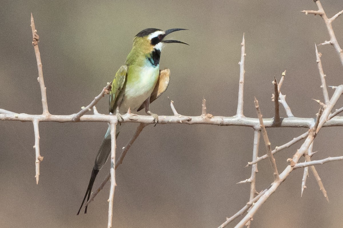 Weißkehlspint - ML645170561