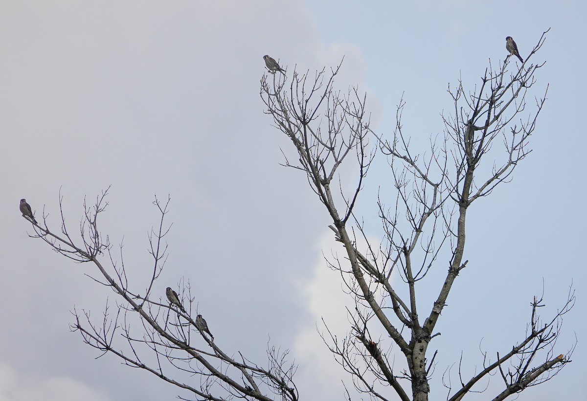 American Kestrel - ML645170565