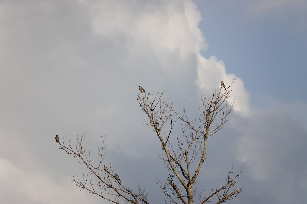 American Kestrel - ML645170566
