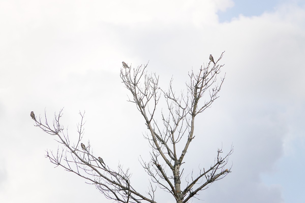 American Kestrel - ML645170567