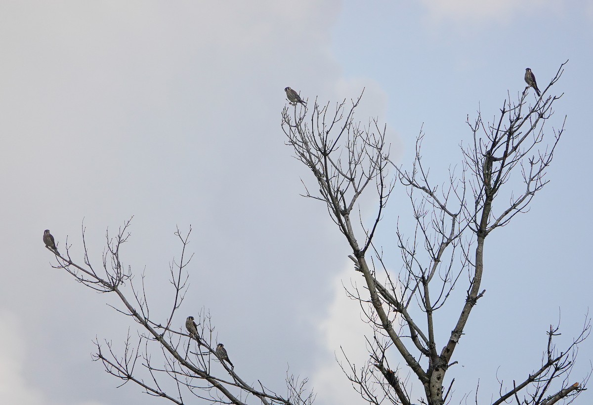 American Kestrel - ML645170569