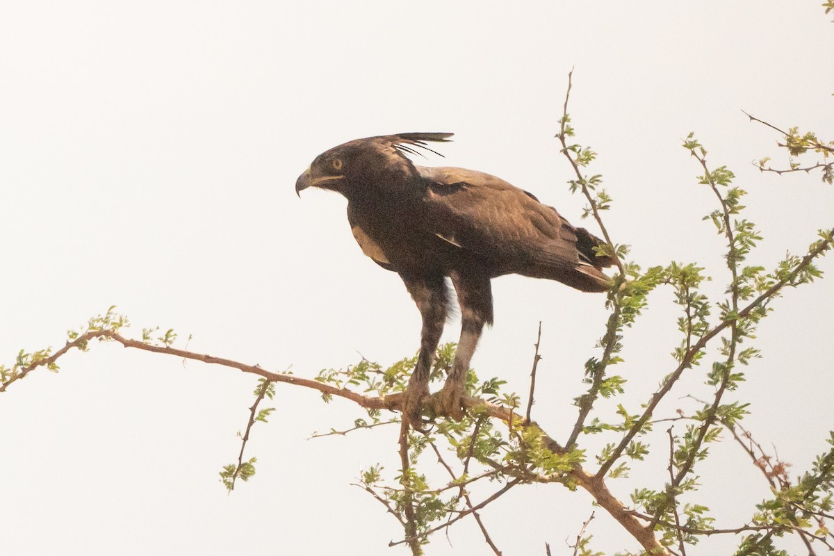 orel chocholatý - ML645170571