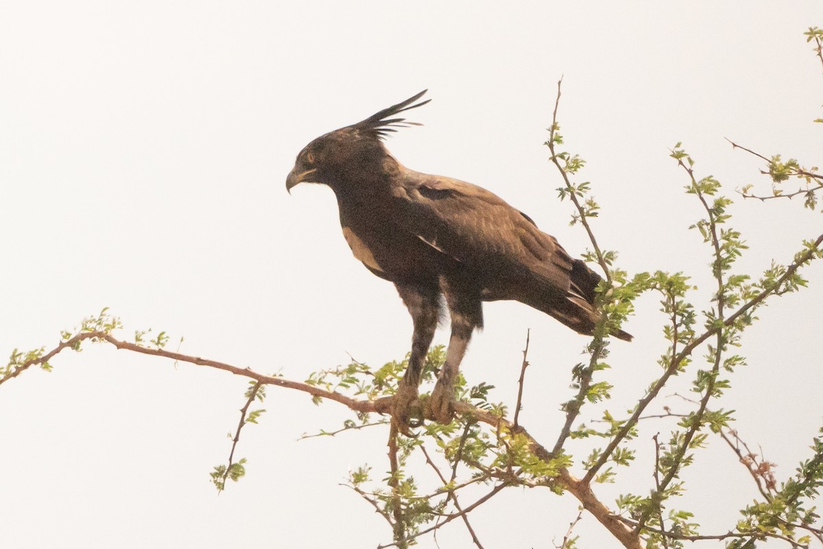 orel chocholatý - ML645170572