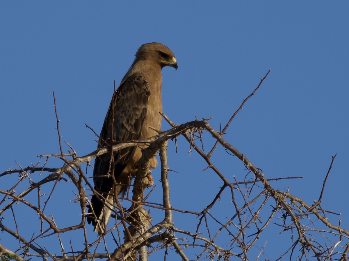 Tawny Eagle - ML645170581