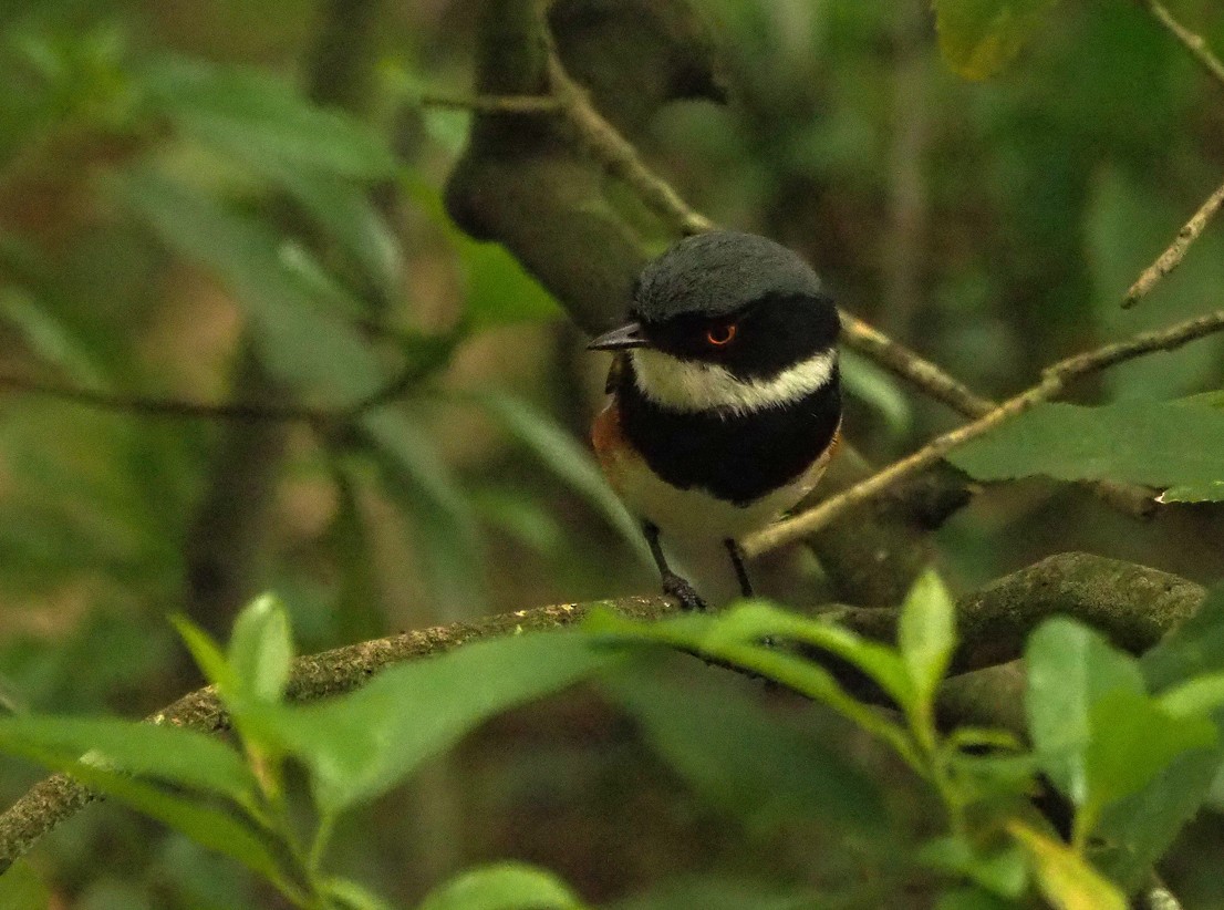 Kapschnäpper - ML645170589