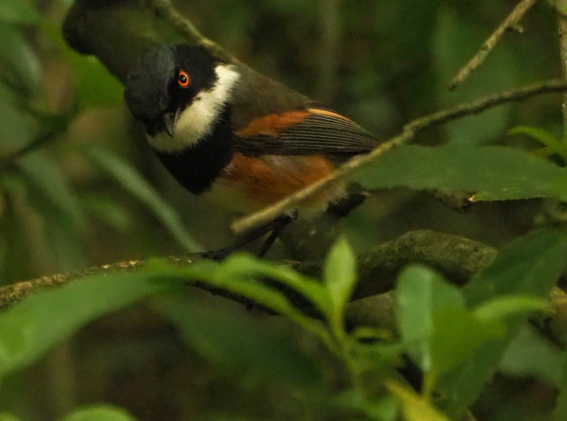 Kapschnäpper - ML645170590