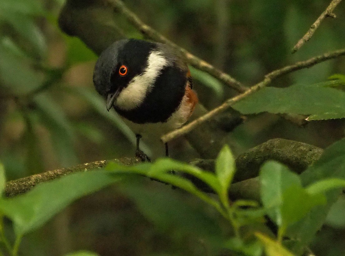 Kapschnäpper - ML645170591